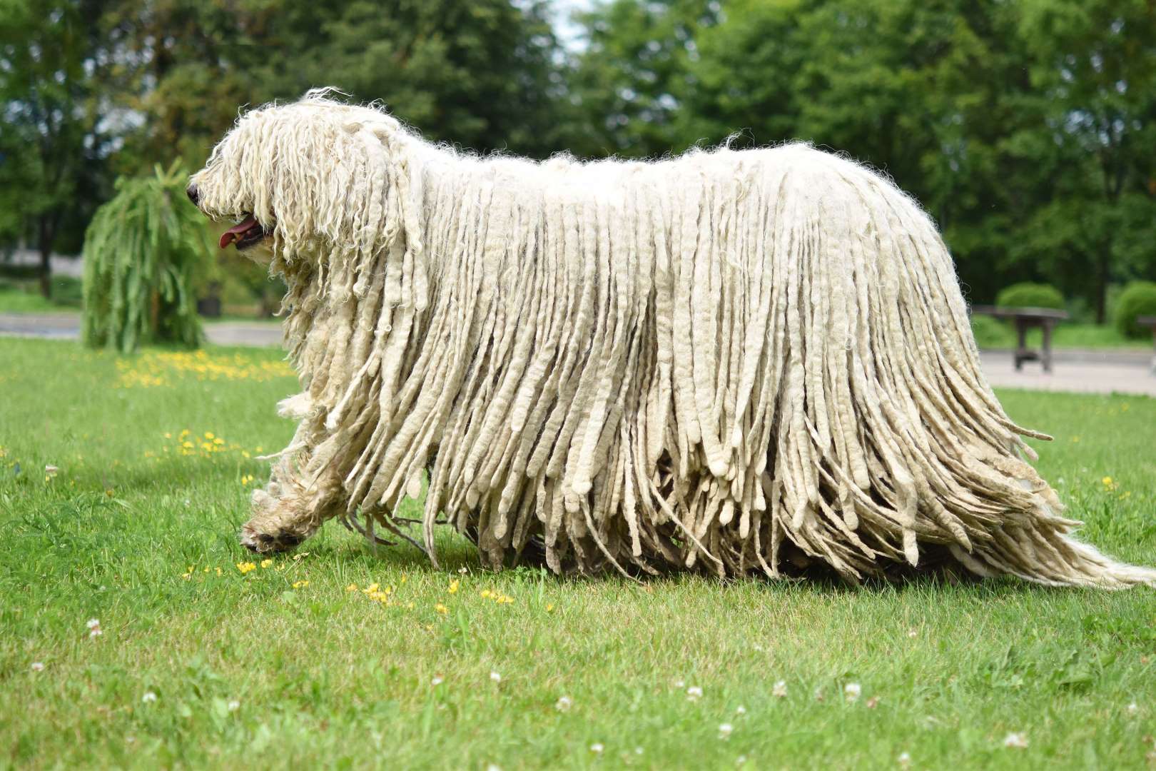 可蒙多犬(Komondor) 可蒙多犬(Komondor).jpg