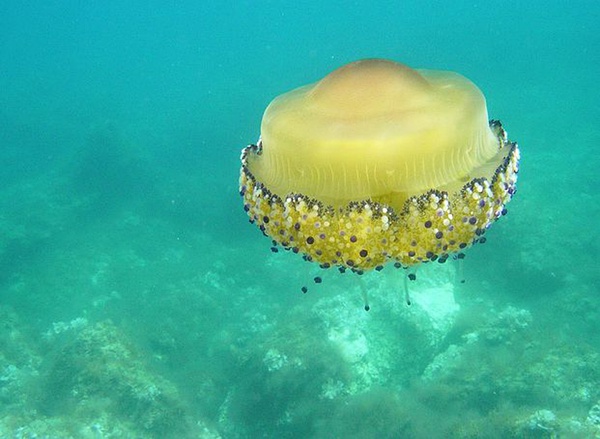 ˮĸ����ֵĄ�(d��ng)��